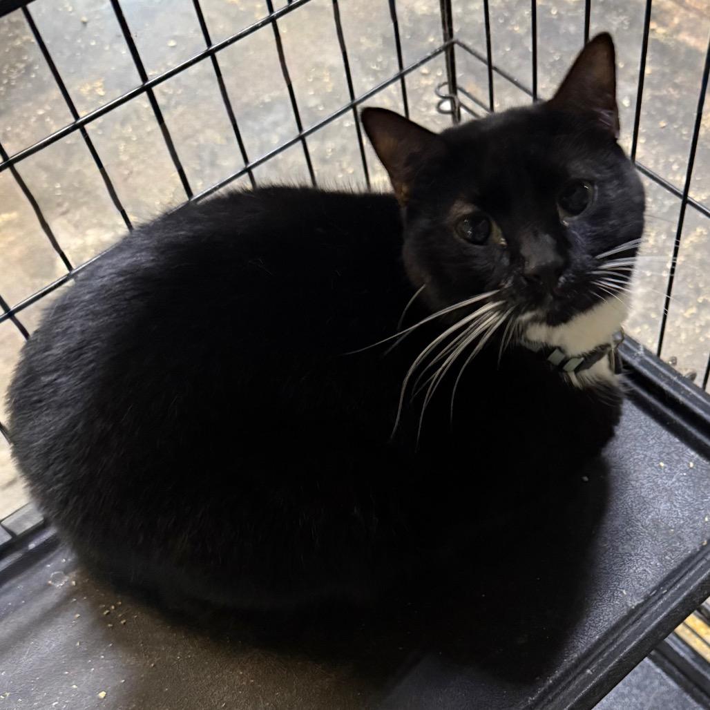 Merry, Adoptable, Adult Male Domestic Short Hair.