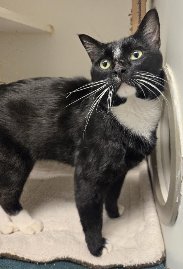 Enlarge Nino, a found Domestic Short Hair in Bellingham, WA image 3/6