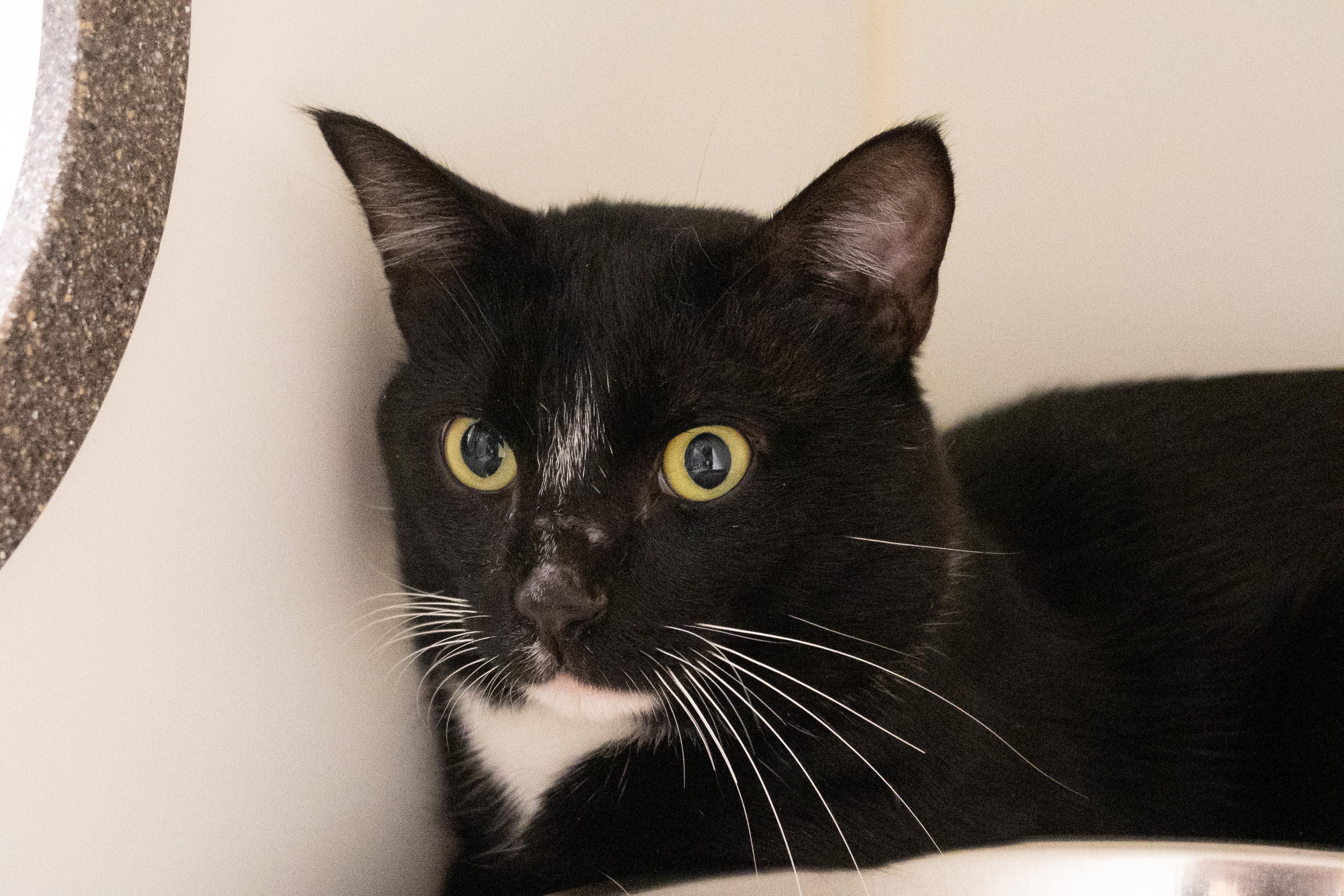 Enlarge Nino, a found Domestic Short Hair in Bellingham, WA image 5/6