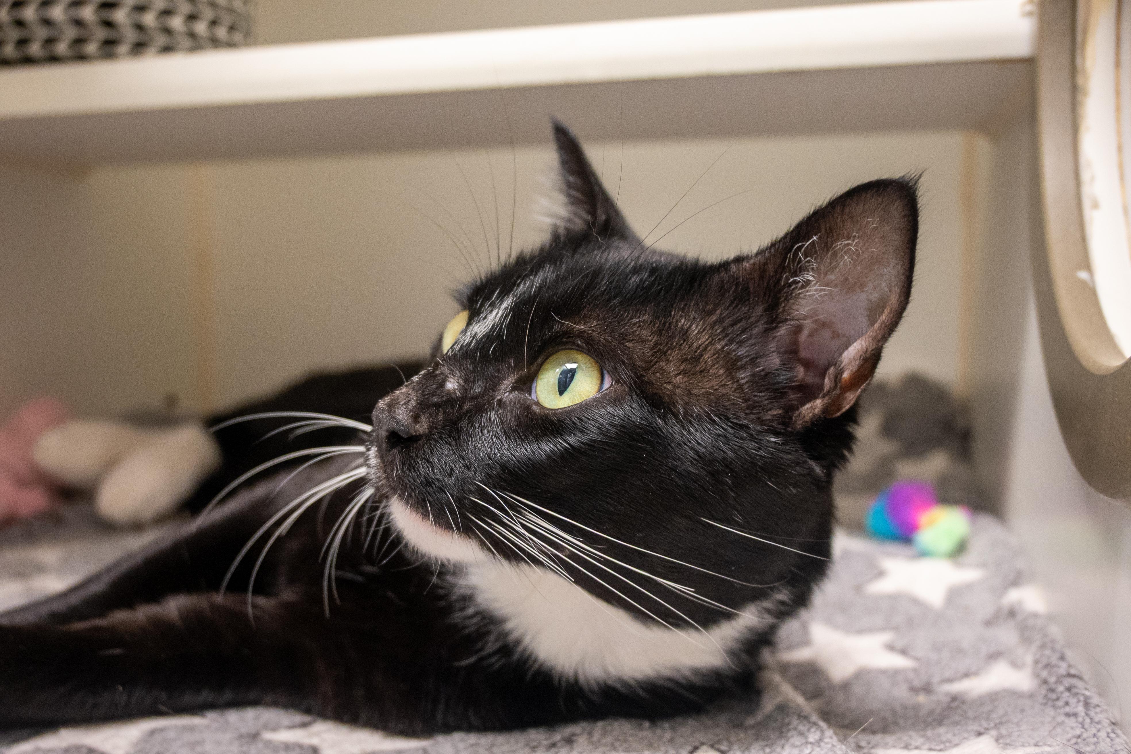 Enlarge Nino, a found Domestic Short Hair in Bellingham, WA image 6/6