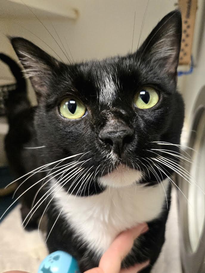 Enlarge Nino, a found Domestic Short Hair in Bellingham, WA image 2/6