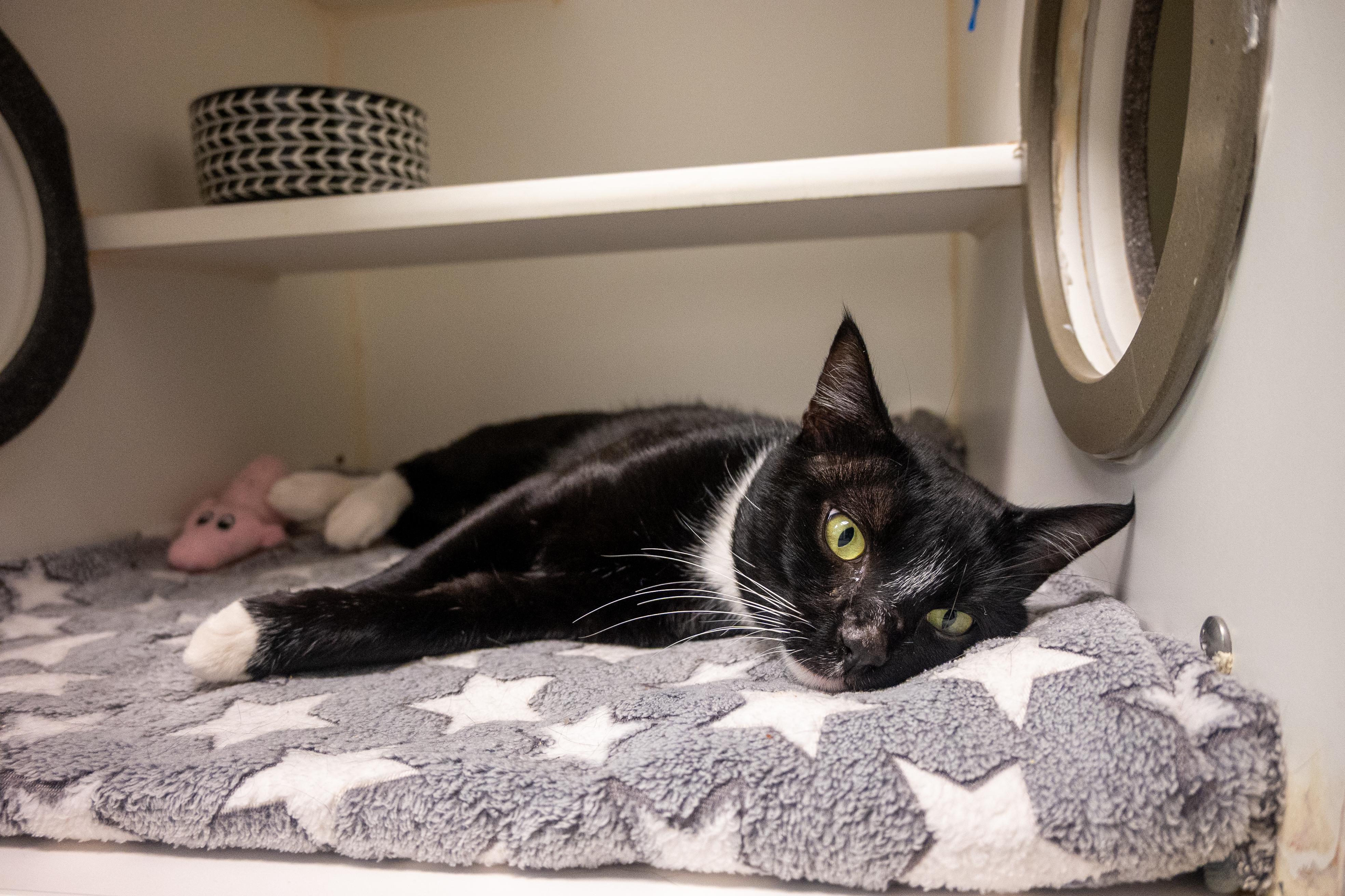 Enlarge Nino, a found Domestic Short Hair in Bellingham, WA image 4/6