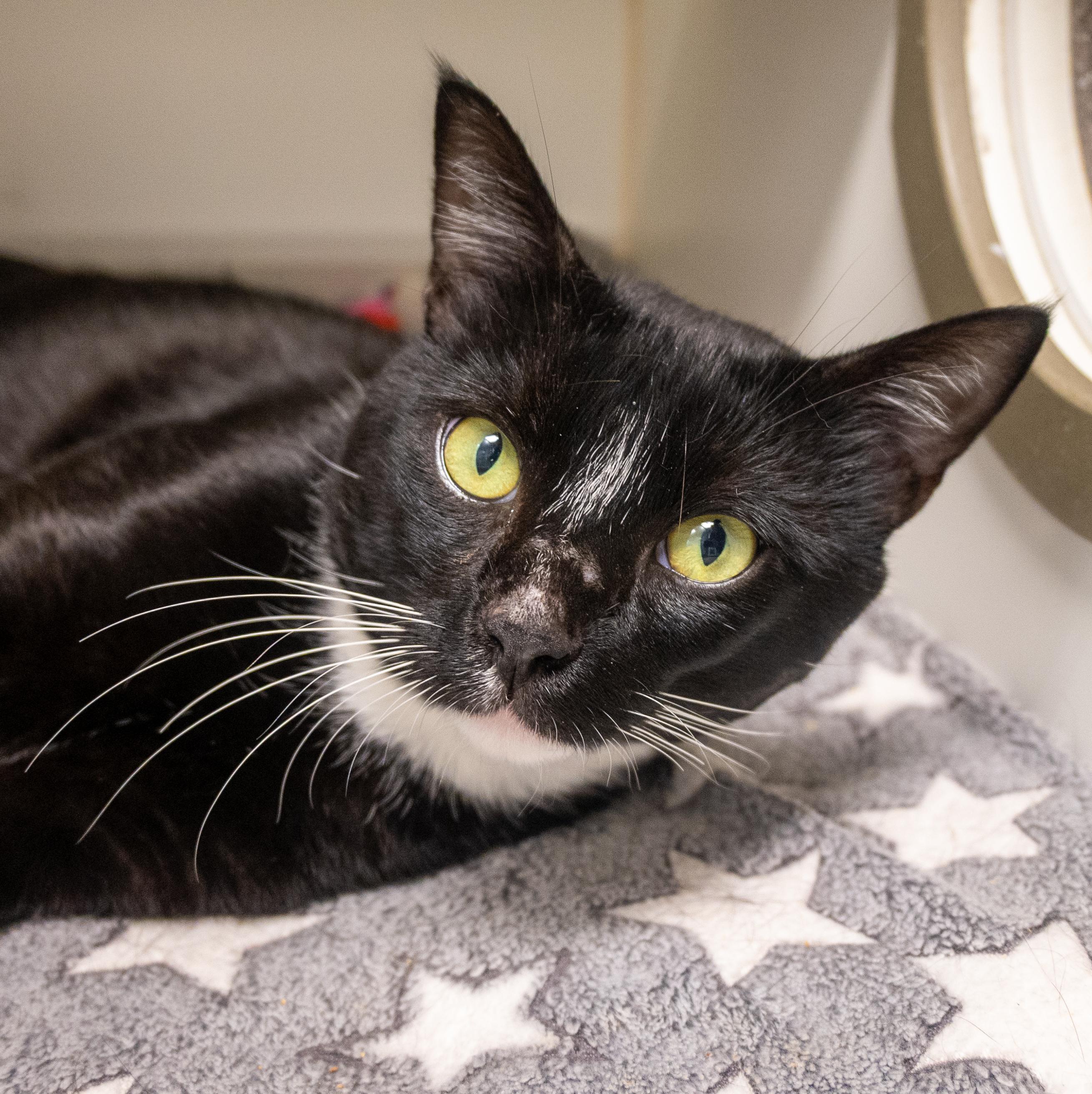 Enlarge Nino, a found Domestic Short Hair in Bellingham, WA image 1/6