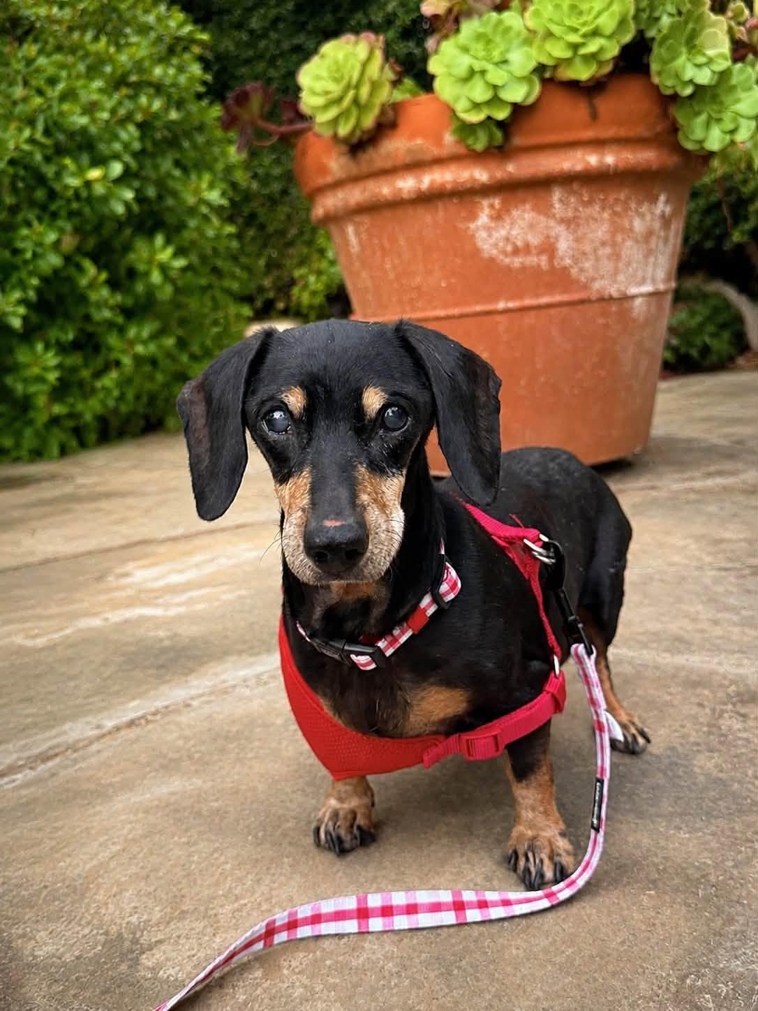 Dolly - Santa Barbara, Adopted, Adult Female Dachshund.