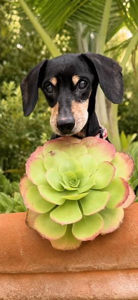 Enlarge Dolly - Santa Barbara, a Adopted Dachshund in Los Angeles, CA image 3/3