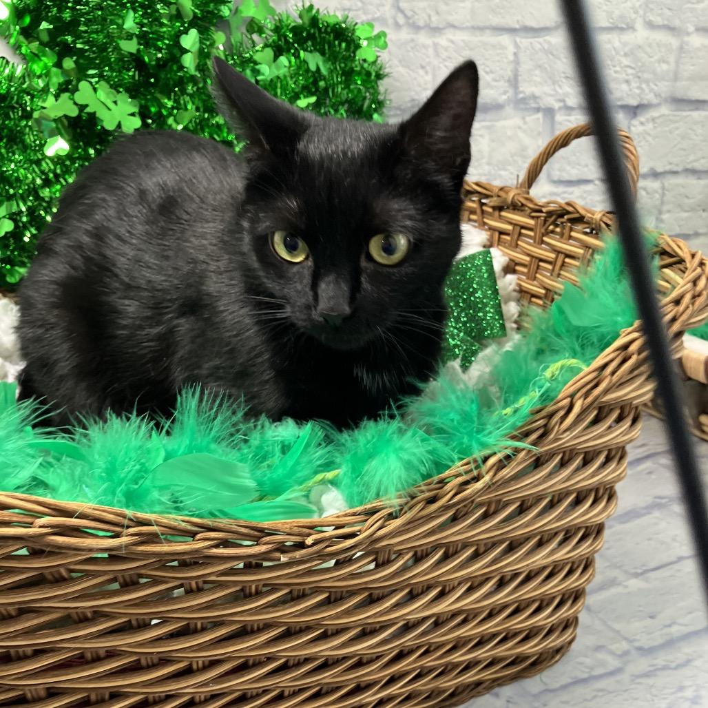 Cinder, Adoptable, Adult Female Domestic Short Hair.