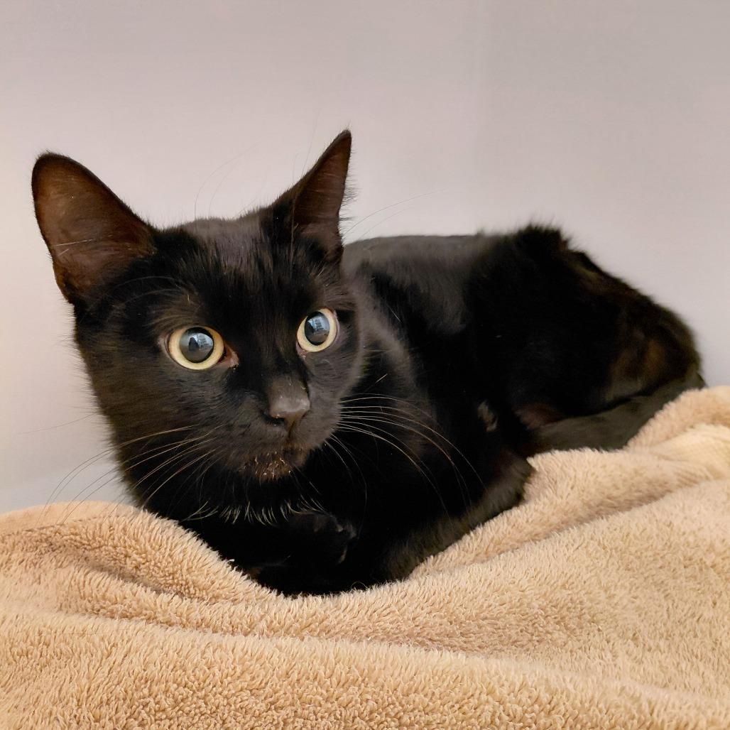 Enlarge Cinder, a Adoptable Domestic Short Hair in Harrisonburg, VA image 2/3