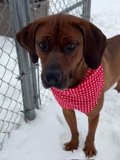Leonard, adopted, Adult Male Hound.