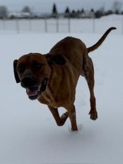 Enlarge Leonard, an adopted mixed breed in Ionia, MI image 6/6