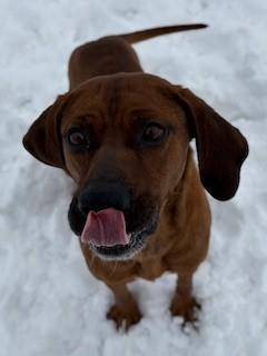 Enlarge Leonard, an adopted mixed breed in Ionia, MI image 2/6