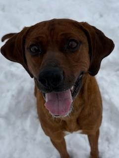 Enlarge Leonard, an adopted mixed breed in Ionia, MI image 4/6