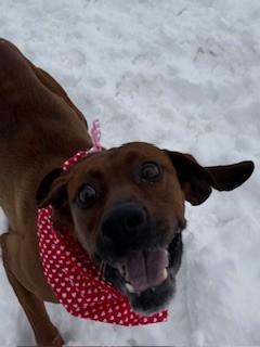 Enlarge Leonard, an adopted mixed breed in Ionia, MI image 5/6