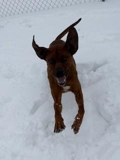 Enlarge Leonard, an adopted mixed breed in Ionia, MI image 3/6