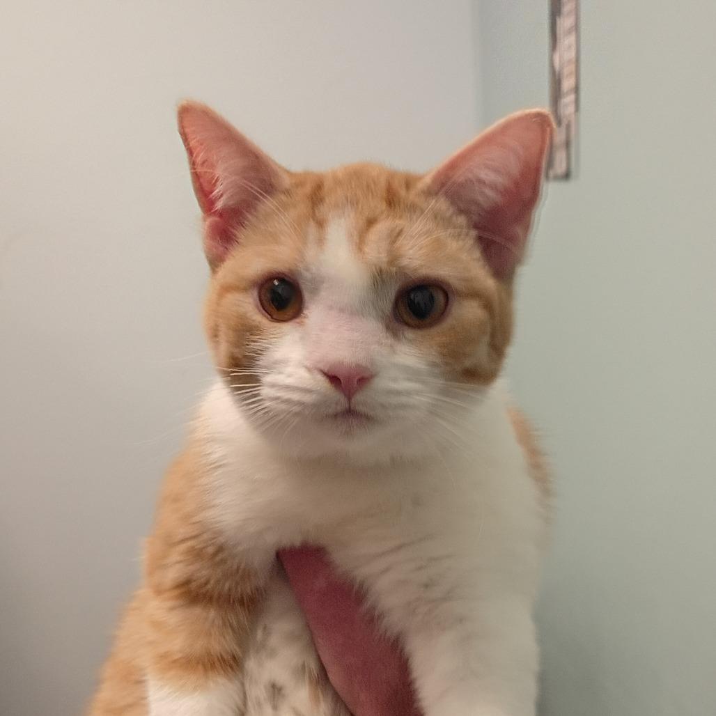 Thelma, Adoptable, Young Female Domestic Short Hair.