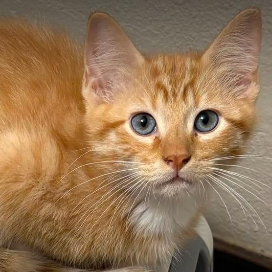 Enlarge Scramble, a Adoptable mixed breed in Coralville, IA image 1/1