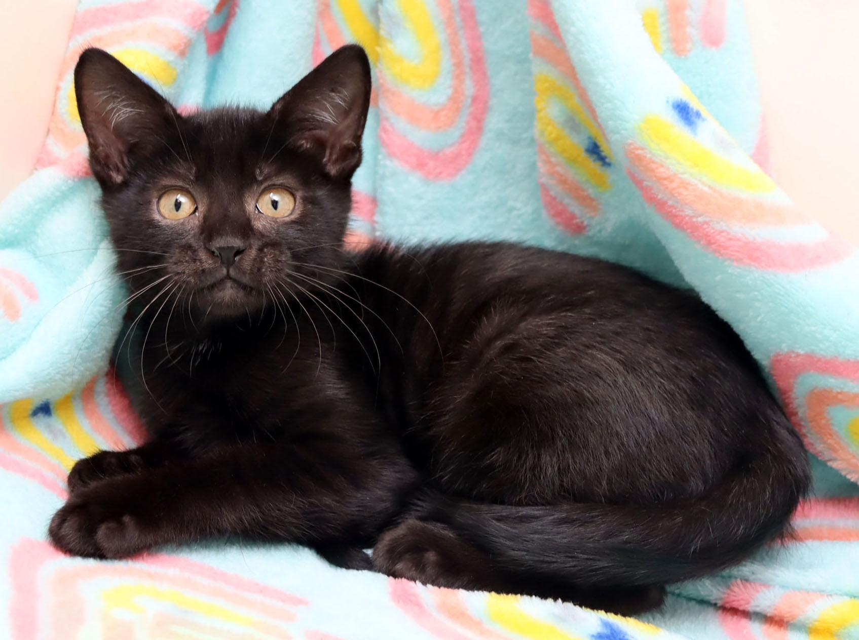 Enlarge Wednesday, a ADOPTABLE Domestic Short Hair in Tierra Verde, FL image 1/3