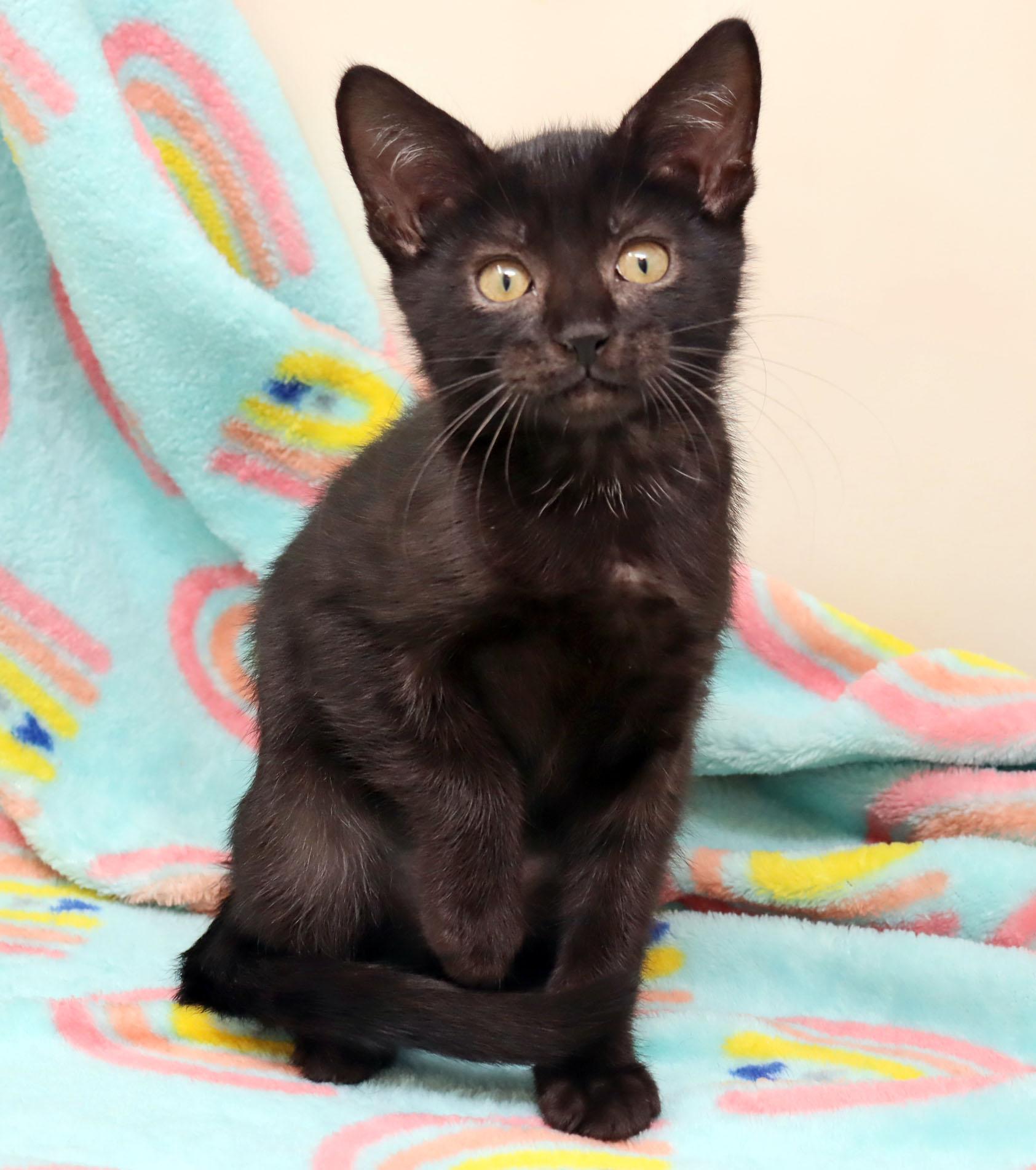 Enlarge Wednesday, a ADOPTABLE Domestic Short Hair in Tierra Verde, FL image 2/3