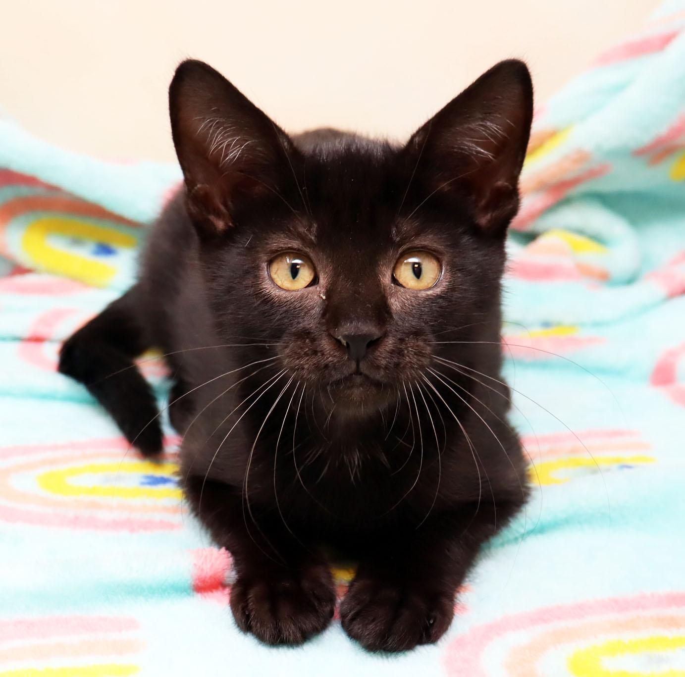 Enlarge Wednesday, a ADOPTABLE Domestic Short Hair in Tierra Verde, FL image 3/3