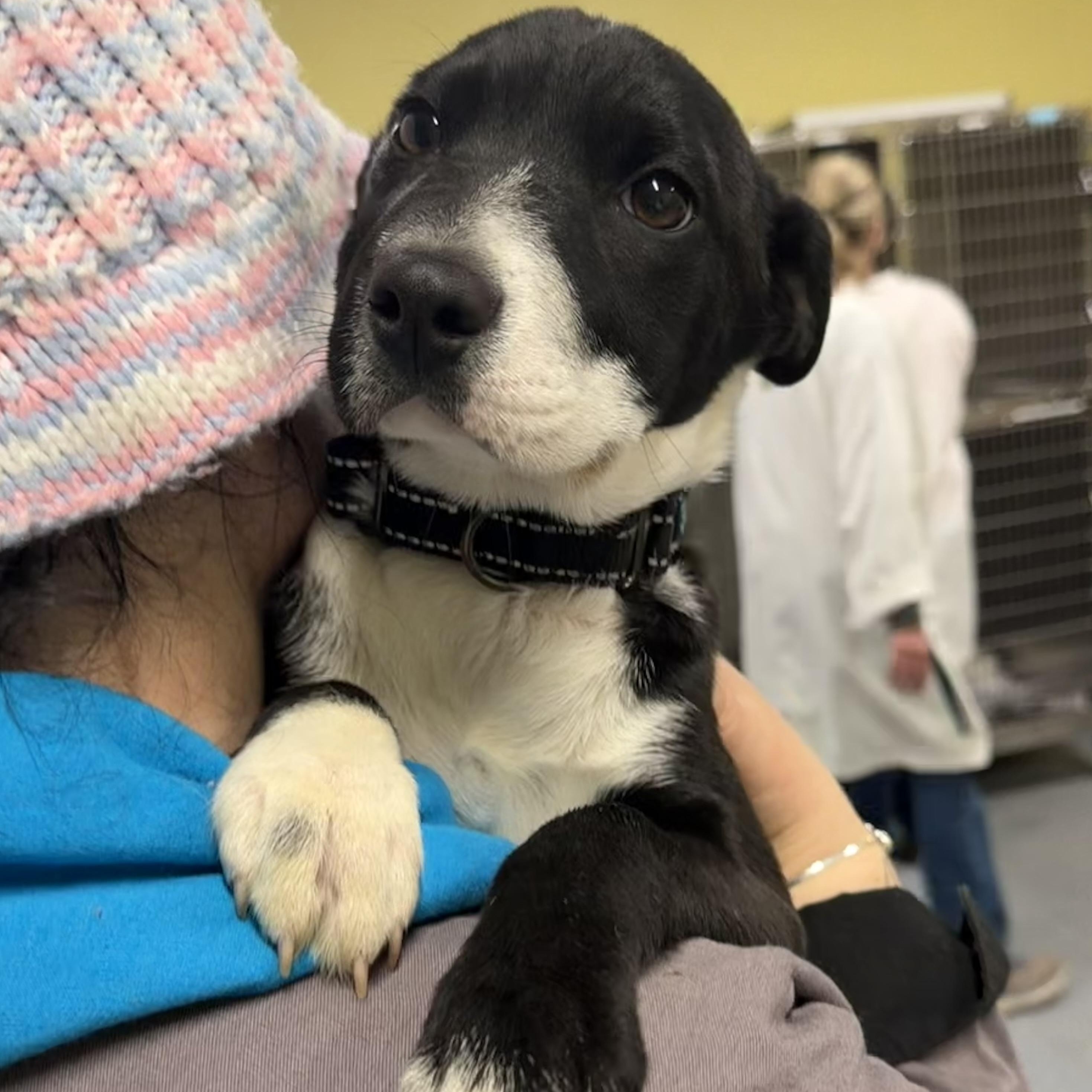 Enlarge Martini, a ADOPTABLE Australian Shepherd in Uxbridge, MA image 1/2