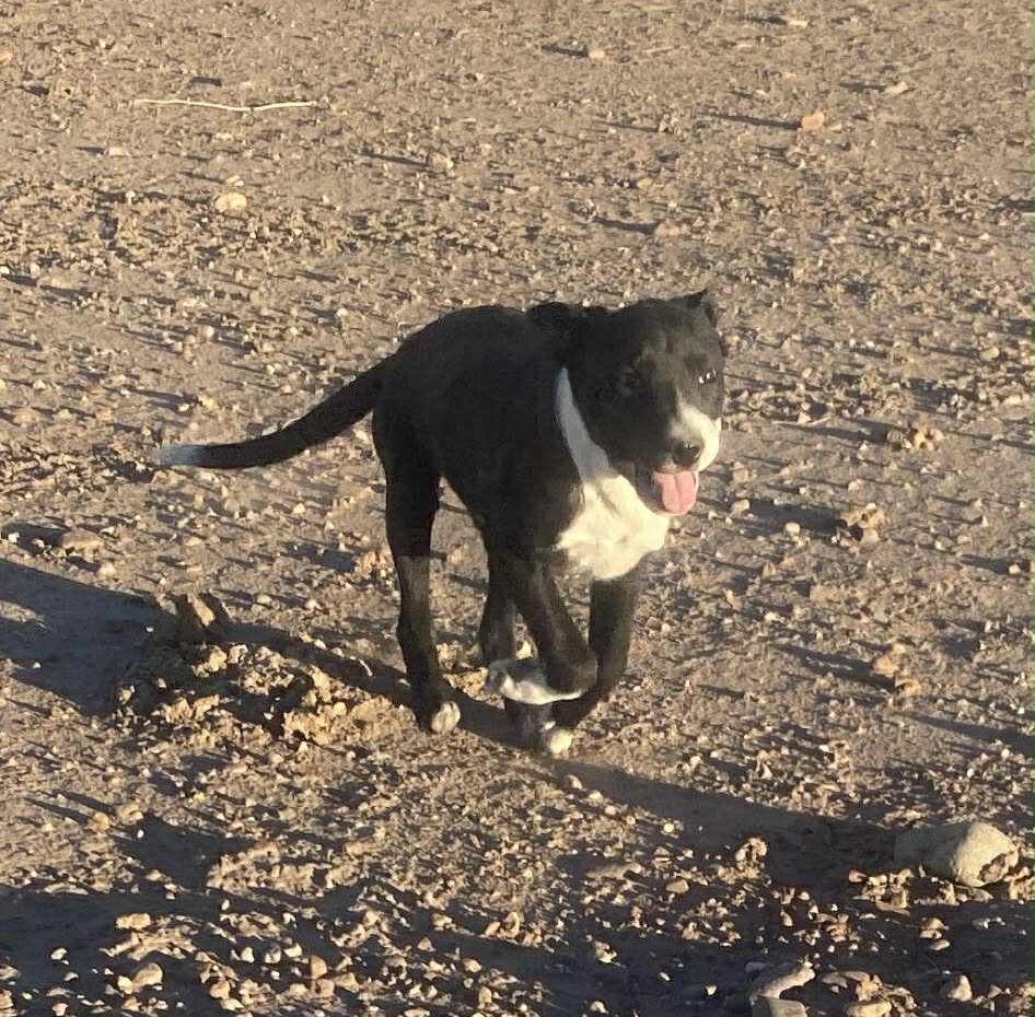 Martini, ADOPTABLE, Puppy Female Australian Shepherd.