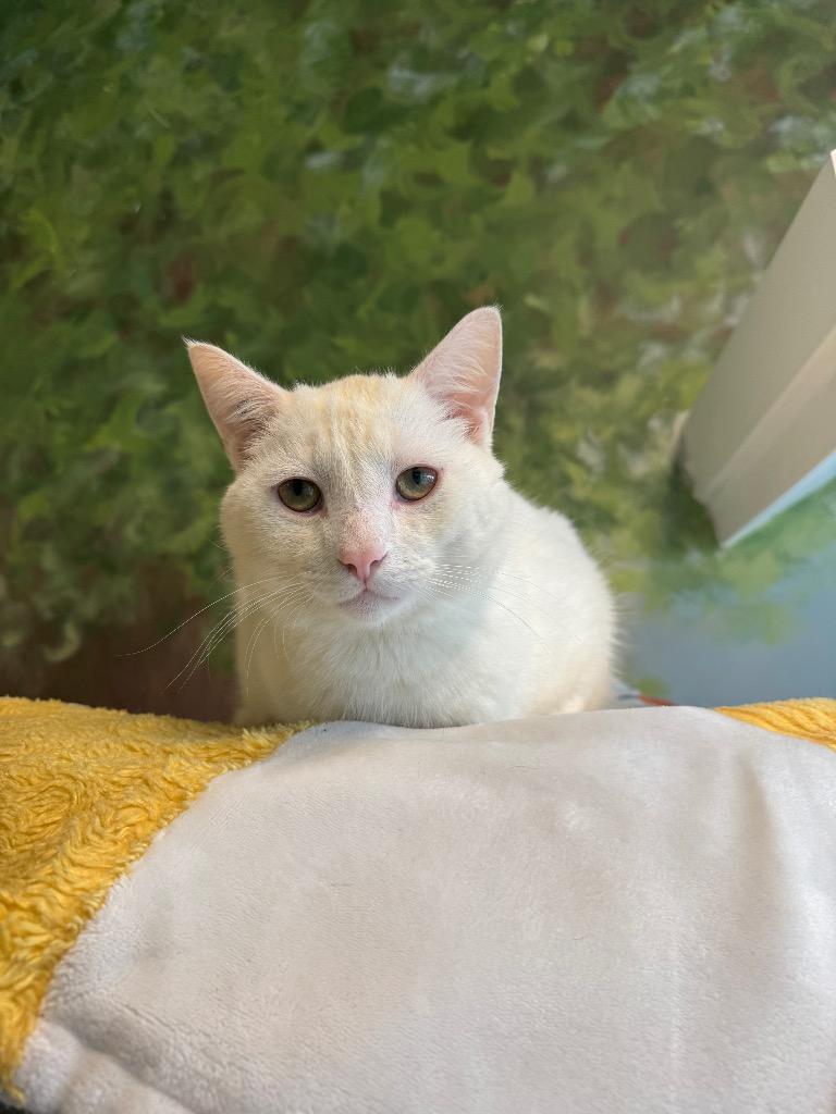 Enlarge Casper, a Adoptable mixed breed in Winnipeg, MB image 1/2