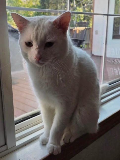 Enlarge Casper, a Adoptable mixed breed in Winnipeg, MB image 2/2