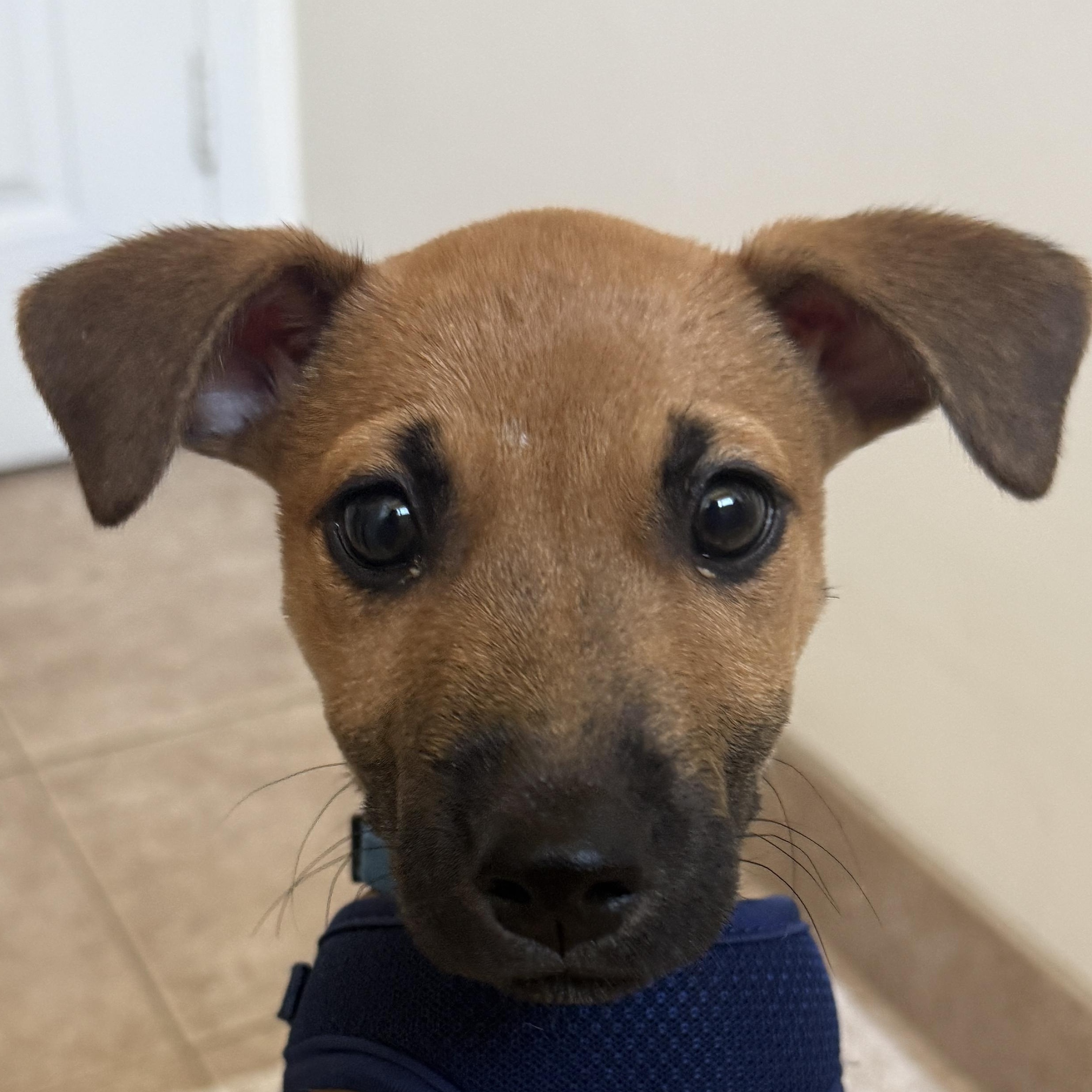 Enlarge Remmy Roo - A Sweet Baby with a Sad Story, an adopted mixed breed in Santa Rosa, CA image 3/6