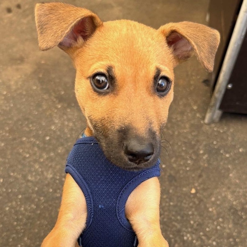 Remmy Roo - A Sweet Baby with a Sad Story, adopted, Puppy Male Yellow Labrador Retriever.