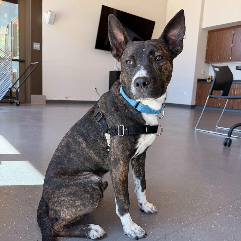 Otter, ADOPTABLE, Young Male Mixed Breed.