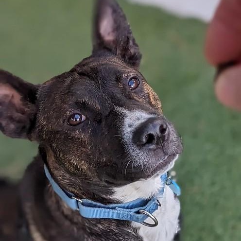 Enlarge Otter, a ADOPTABLE Mixed Breed in Truckee, CA image 3/4
