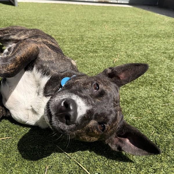 Enlarge Otter, a ADOPTABLE Mixed Breed in Truckee, CA image 2/4