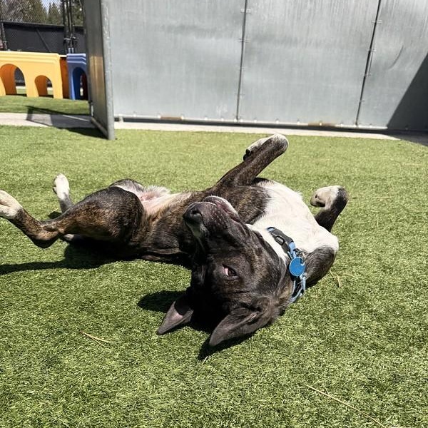 Enlarge Otter, a ADOPTABLE Mixed Breed in Truckee, CA image 4/4