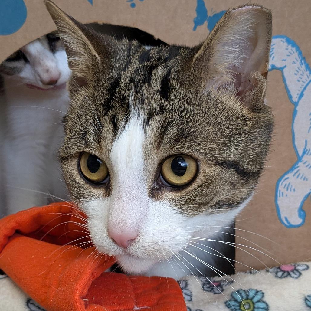 Enlarge Archer (Holland Cat Cove), a Adoptable Domestic Short Hair in West Olive, MI image 1/6