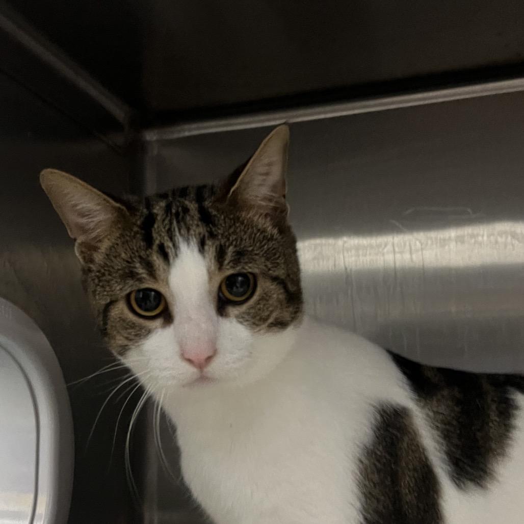 Enlarge Archer (Holland Cat Cove), a Adoptable Domestic Short Hair in West Olive, MI image 2/6