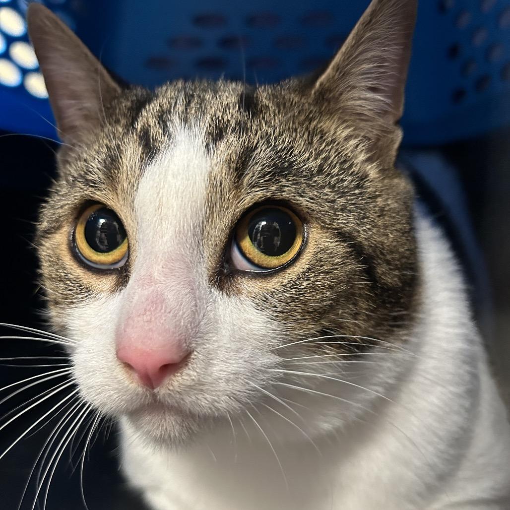 Enlarge Archer (Holland Cat Cove), a Adoptable Domestic Short Hair in West Olive, MI image 3/6