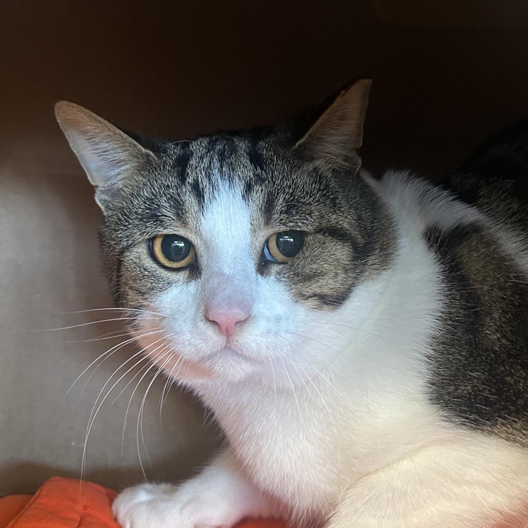 Enlarge Archer (Holland Cat Cove), a Adoptable Domestic Short Hair in West Olive, MI image 4/6