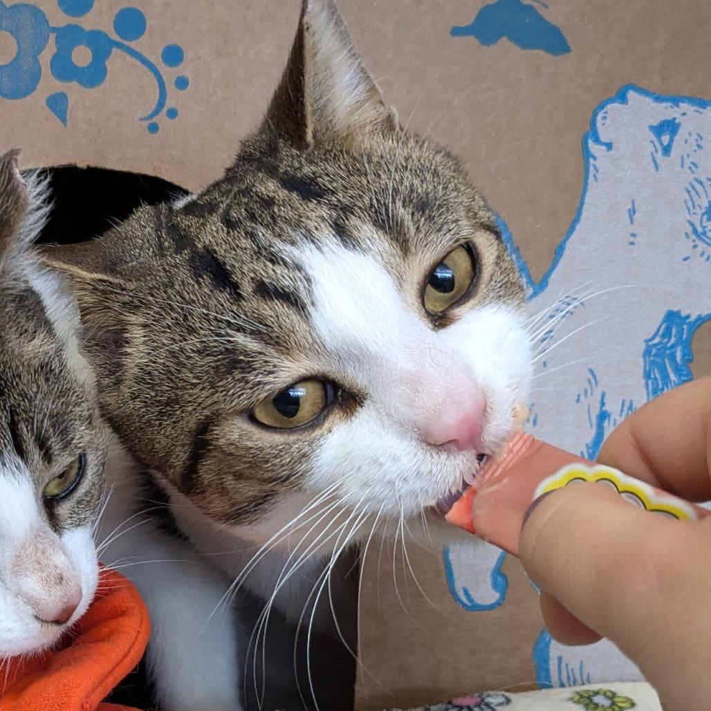 Enlarge Archer (Holland Cat Cove), a Adoptable Domestic Short Hair in West Olive, MI image 5/6