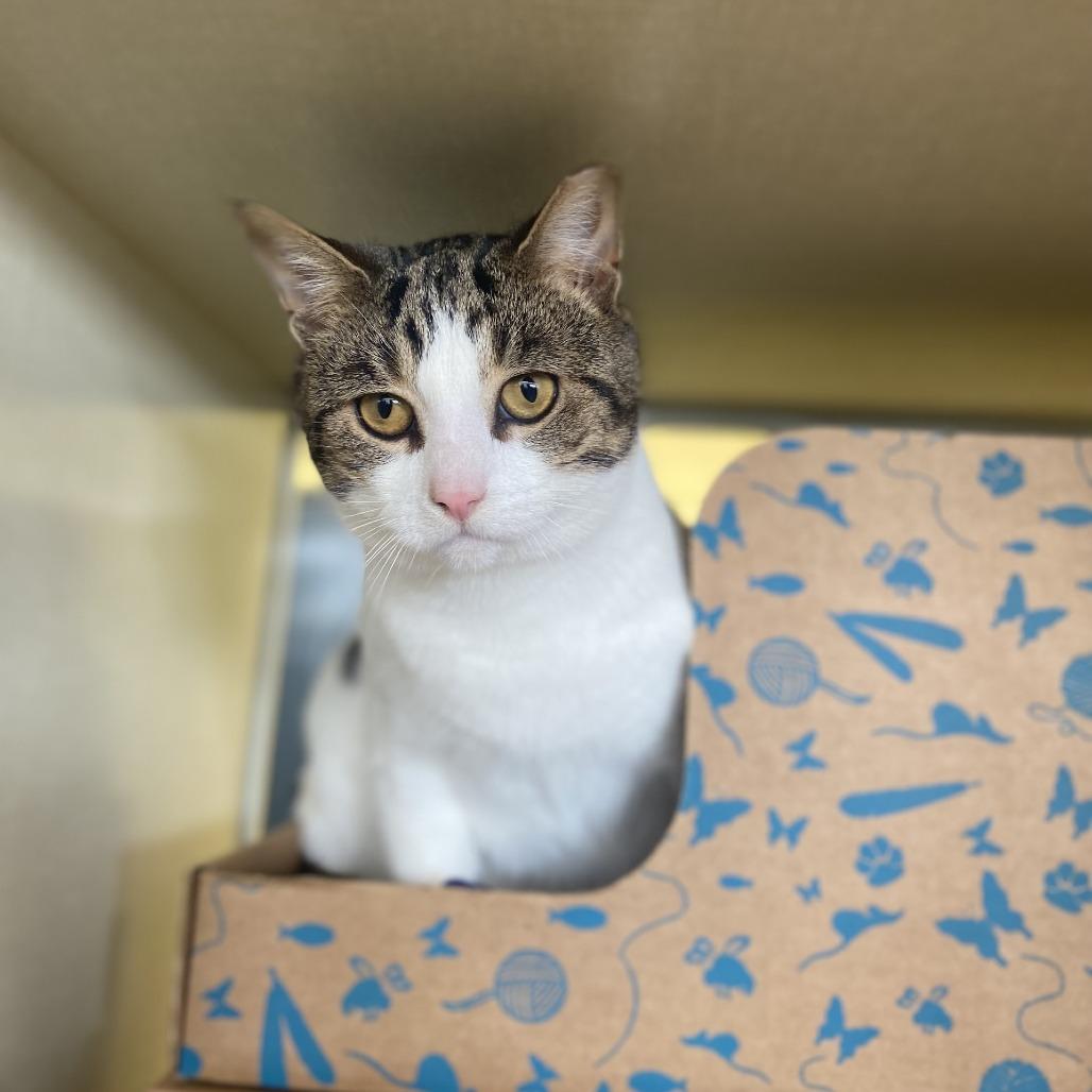 Enlarge Archer (Holland Cat Cove), a Adoptable Domestic Short Hair in West Olive, MI image 6/6