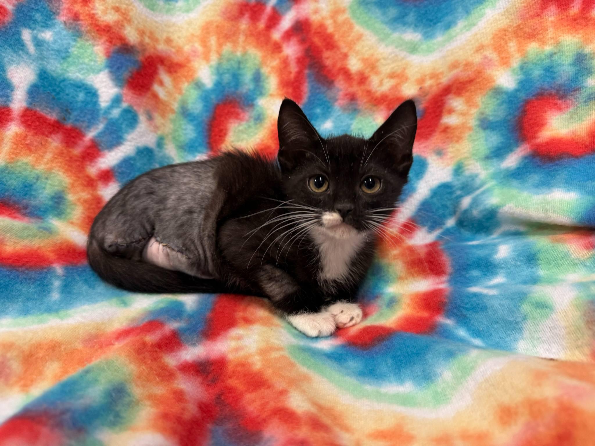 Neptune, Young Male Domestic Short Hair