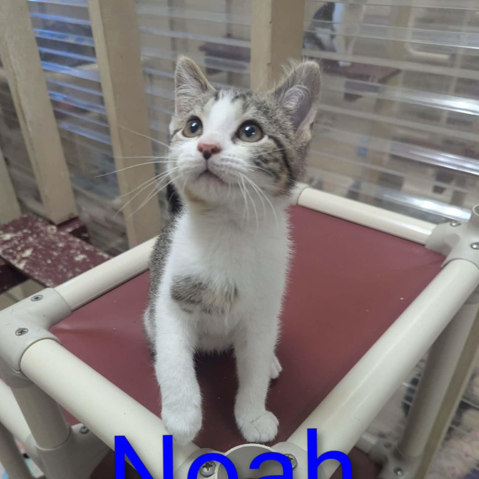 Enlarge Noah, a ADOPTABLE Domestic Short Hair in Logan, OH image 1/1