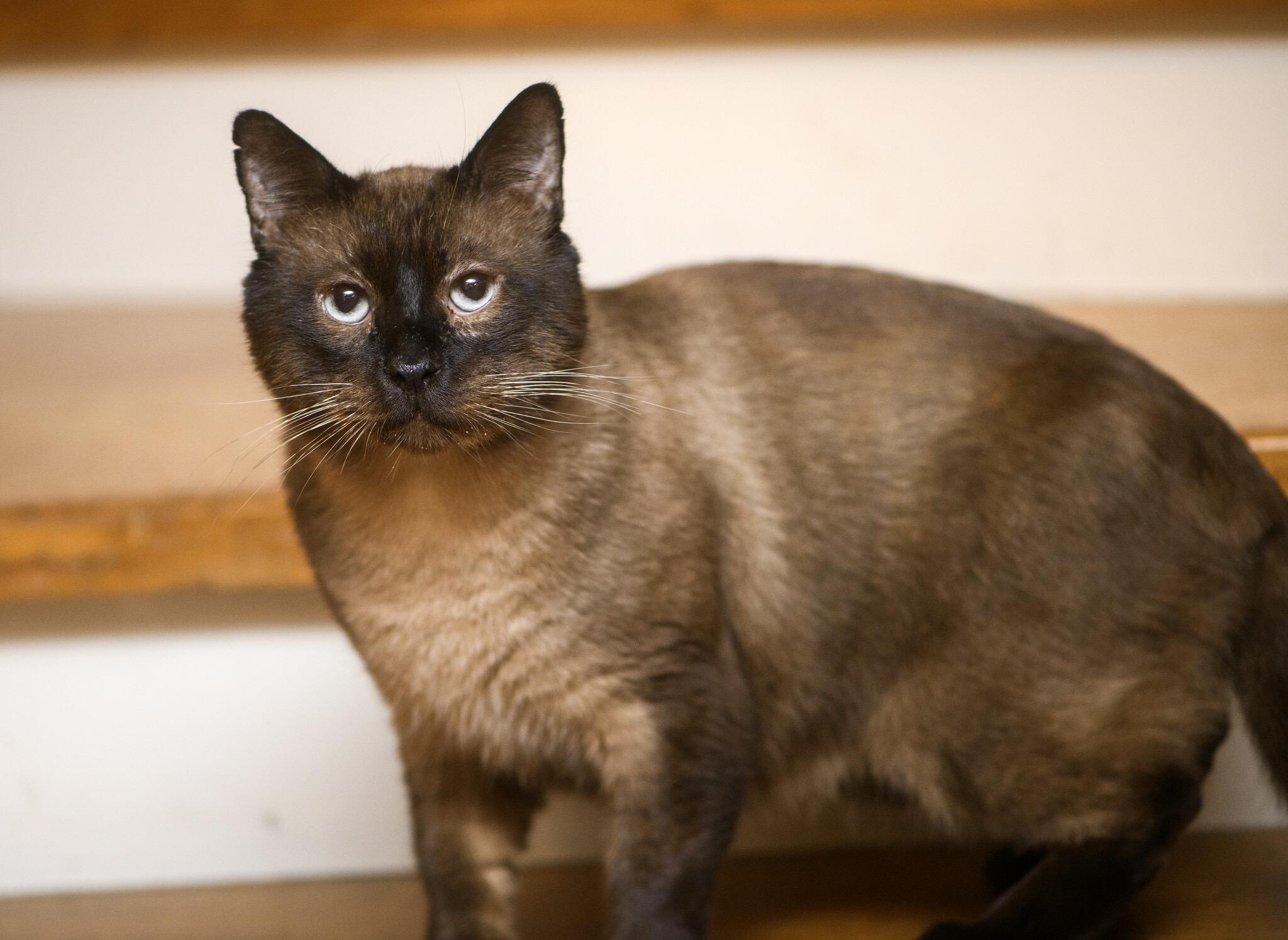 Babble and Ballyhoo, a Adoptable Domestic Short Hair in Seattle, WA image 2/6