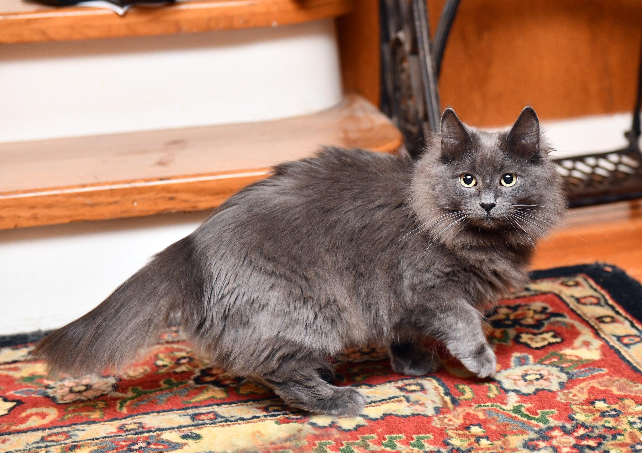 Babble and Ballyhoo, a Adoptable Domestic Short Hair in Seattle, WA image 3/6