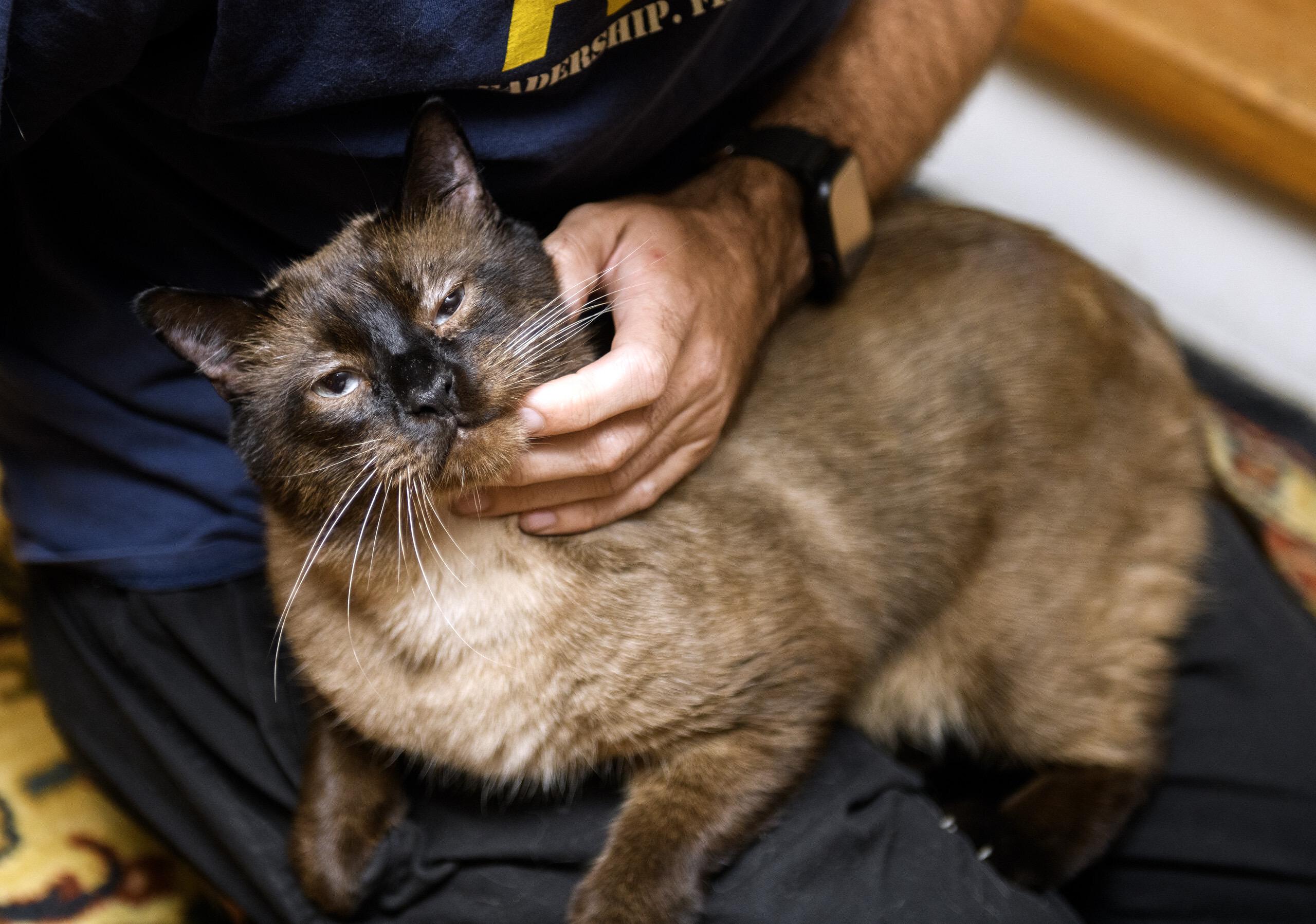 Babble and Ballyhoo, a Adoptable Domestic Short Hair in Seattle, WA image 4/6