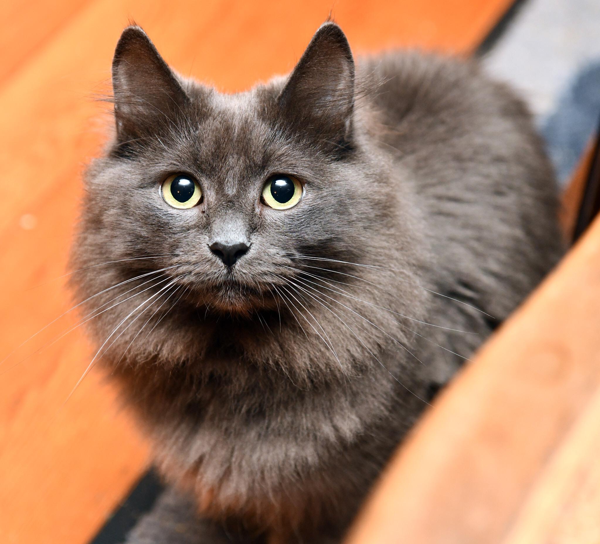 Babble and Ballyhoo, a Adoptable Domestic Short Hair in Seattle, WA image 5/6