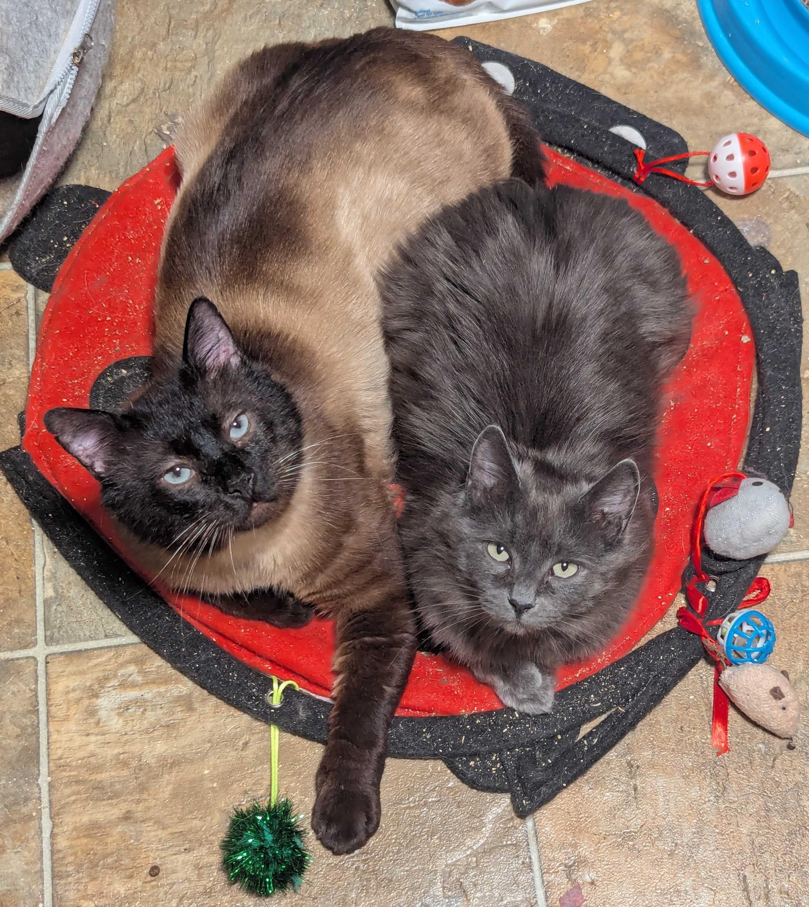 Babble and Ballyhoo, Adoptable, Adult Female Domestic Short Hair.