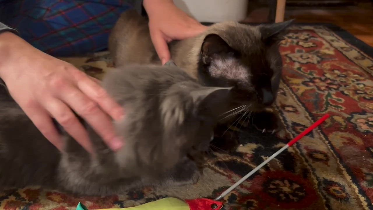 Enlarge Babble and Ballyhoo, a Adoptable Domestic Short Hair in Seattle, WA video 6/6