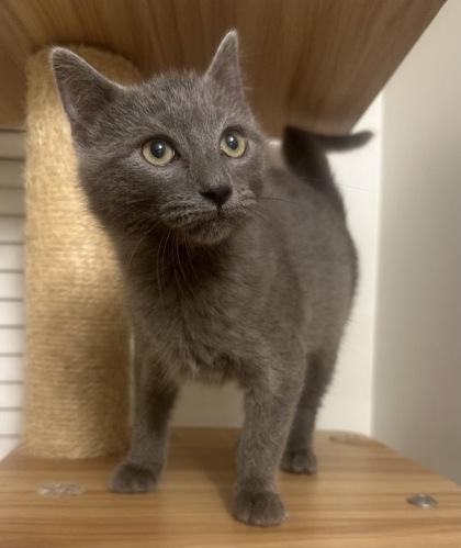 Mars, Adoptable, Kitten Male Domestic Short Hair & Domestic Short Hair.