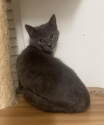 Enlarge Mars, a Adoptable mixed breed in Wilkesboro, NC image 2/3