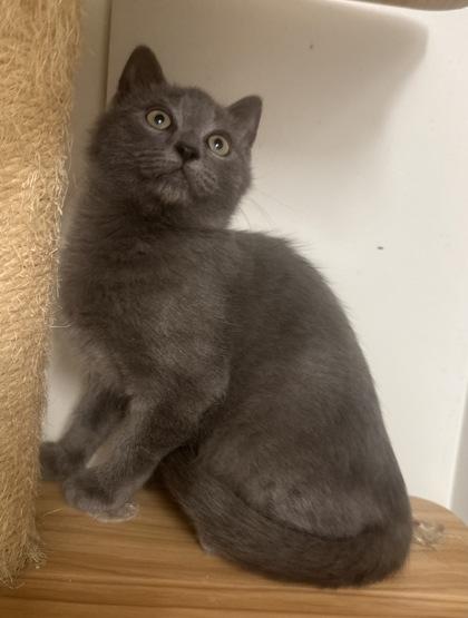 Enlarge Mars, a Adoptable mixed breed in Wilkesboro, NC image 3/3