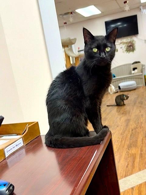 Maroon, ADOPTABLE, Adult Female Domestic Short Hair.